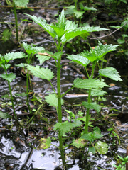 Urtica kioviensis