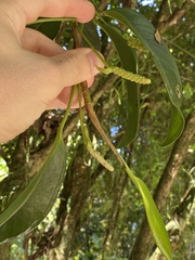 Anthurium scandens