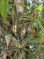 Tillandsia geminiflora