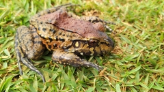 Leptodactylus labyrinthicus