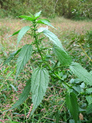 Urtica kioviensis