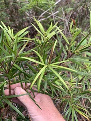 Podocarpus spinulosus