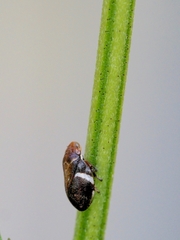 Bathyllus albicinctus