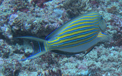 Acanthurus lineatus