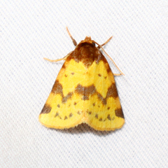 Azenia obtusa