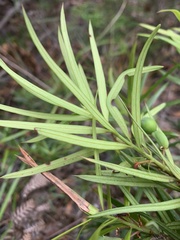 Podocarpus spinulosus