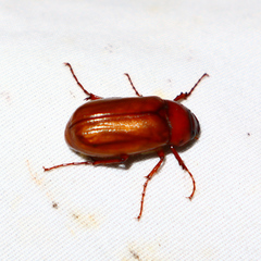 Cyclocephala