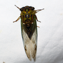 Neotibicen