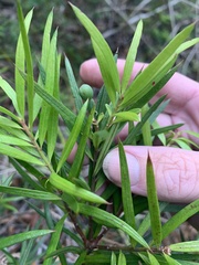 Podocarpus spinulosus
