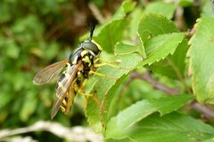 Chrysotoxum elegans