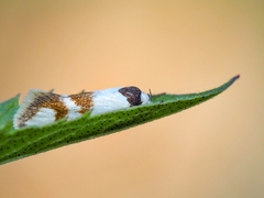 Antipterna trilicella