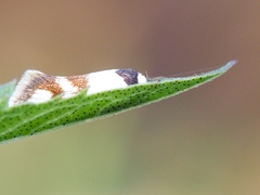 Antipterna trilicella
