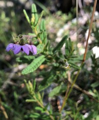 Thomasia petalocalyx
