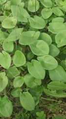 Arisarum simorrhinum