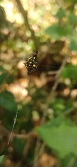 Gasteracantha geminata