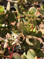 Apis mellifera