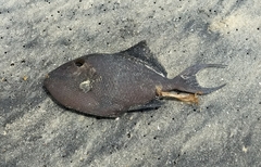 Odonus niger