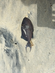 Odonus niger