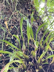 Maxillaria subrepens