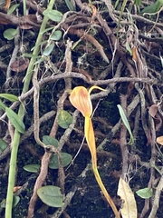 Maxillaria subrepens