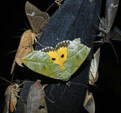 Eudocima hypermnestra