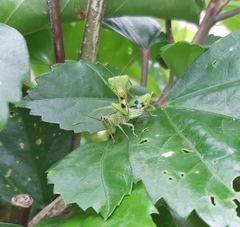 Orthodera
