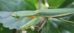 Orthodera