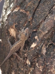 Cnemaspis littoralis