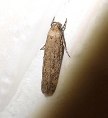 Platyedra subcinerea