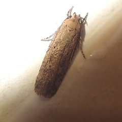 Platyedra subcinerea