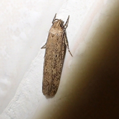 Platyedra subcinerea