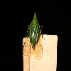 Rhynchomitra