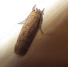 Platyedra subcinerea