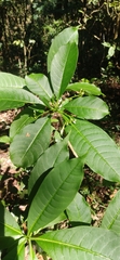 Rauvolfia