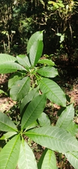 Rauvolfia