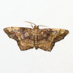 Hypagyrtis