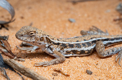 Ctenophorus spinodomus