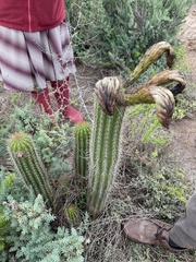 Trichocereus