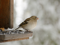 Fringilla coelebs