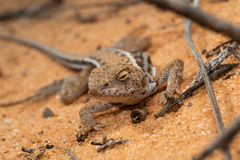 Ctenophorus spinodomus