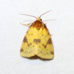 Azenia obtusa