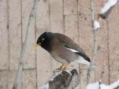 Acridotheres tristis