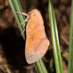 Syssphinx bicolor