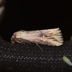 Crambodes talidiformis