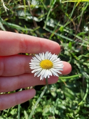 Bellis pappulosa