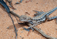 Ctenophorus spinodomus