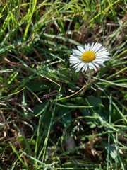 Bellis pappulosa