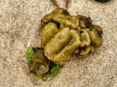 Ectocarpales