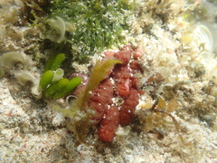 Isaurus tuberculatus