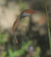 Phonognatha graeffei